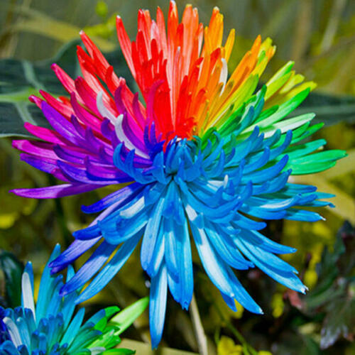 Regenbogen Chrysantheme Blumensamen Seltene Farbe Hausgarten Bonsai