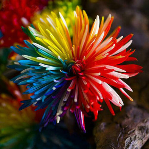 Regenbogen Chrysantheme Blumensamen Seltene Farbe Hausgarten Bonsai
