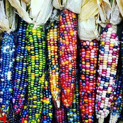 Regenbogenmais