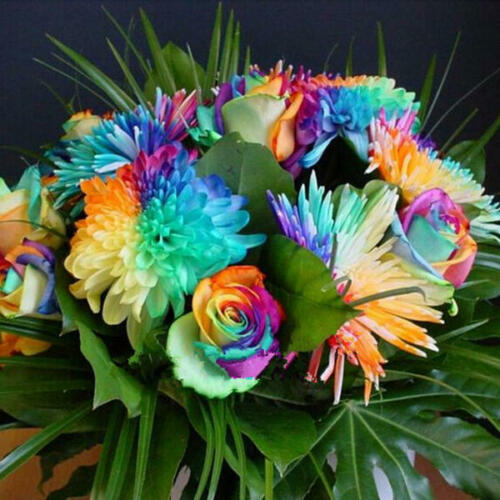 Regenbogen Chrysantheme Blumensamen Seltene Farbe Hausgarten Bonsai