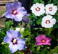 Hibiscus Roseneibisch winterhart Verschiedene farbe 10 stück