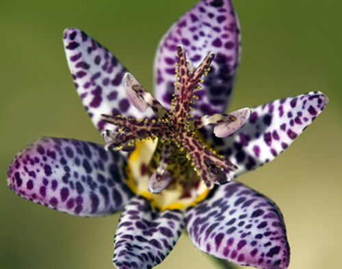 Japanische Krötenlilie (Tricyrtis hirta), tolle gesprenkelte Blüten 15 stück