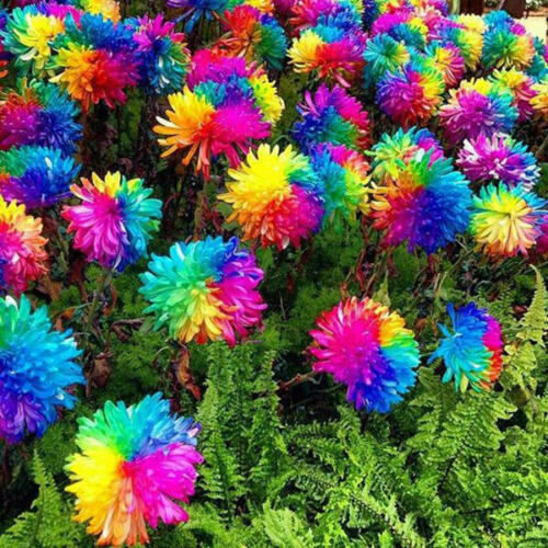 Regenbogen Chrysantheme Blumensamen Seltene Farbe Hausgarten Bonsai