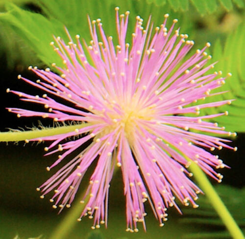 Echte Mimose (Mimosa pudica) 10 stück