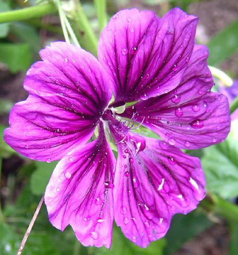 Mauritanian Malva Sylvestris Eibisch Blumensamen 15 stück
