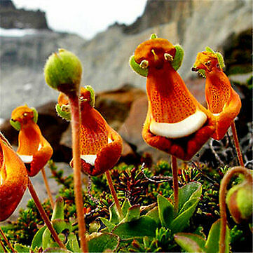 Calceolaria Uniflora Blumensamen Seltene Alpine Vegetatio