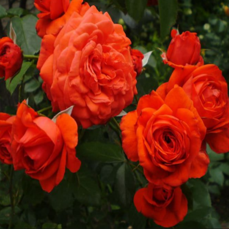 10 Stück Kletterrose Rosa Multiflora Perennial Duftende Blumensamen Heimdekoration