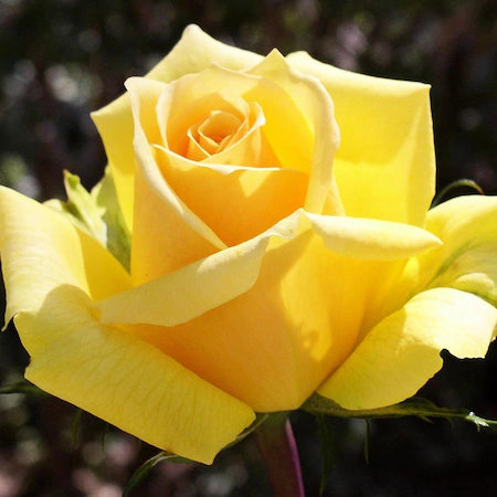 Rose samen gelb rose