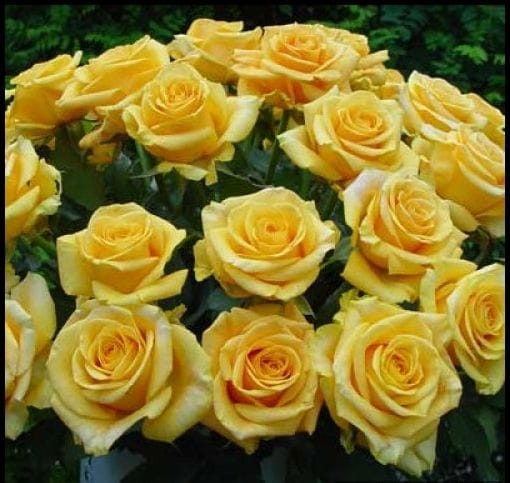 Rose samen gelb rose