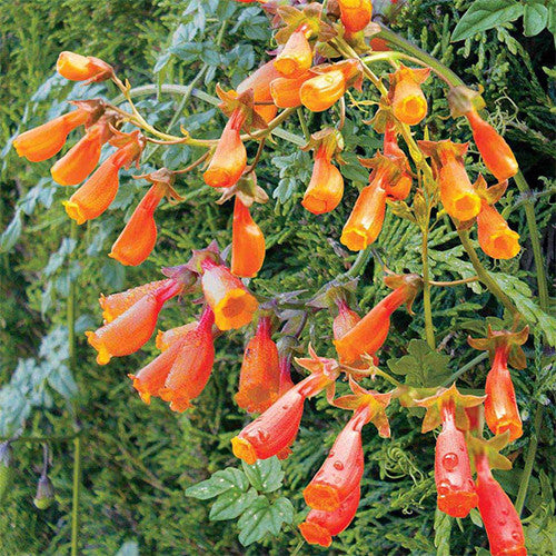 Chilenische Ruhmrebe (Eccremocarpus Scaber)