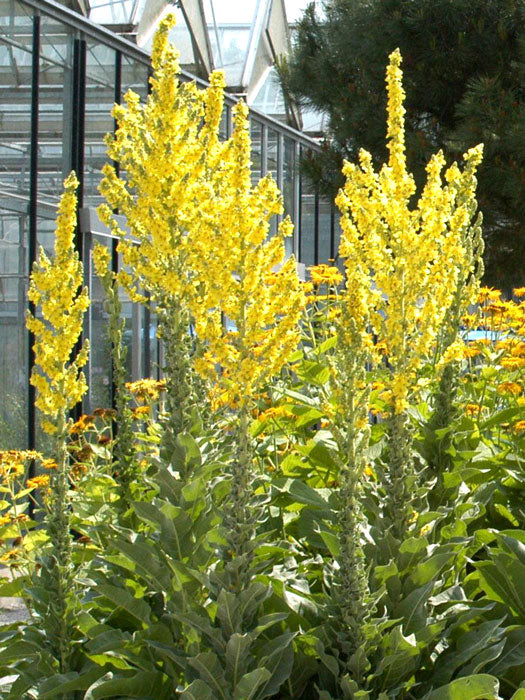 Königskerze (Verbascum thapsus) 25 stück