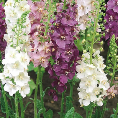 TEMPTRESS FLOWER MIX - Mullein - 3000 seeds - Verbascum phoeniceum 10 stück
