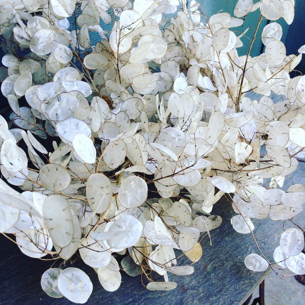 Silberblatt (Lunaria annua) 10 stück