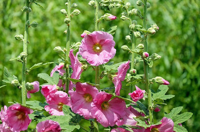 Alcea Rosea (Stockmalve,Stockrose) 10 stück