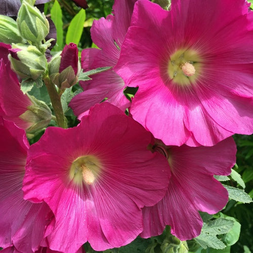 Alcea Rosea (Stockmalve,Stockrose) 10 stück