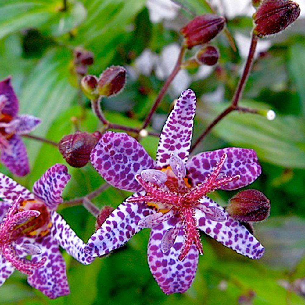 Japanische Krötenlilie (Tricyrtis hirta), tolle gesprenkelte Blüten 15 stück