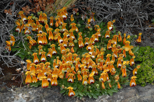 Calceolaria Uniflora Blumensamen Seltene Alpine Vegetatio