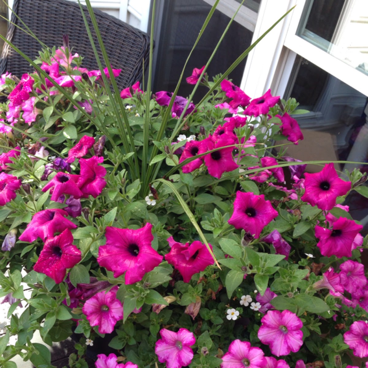 Petunia axilaris 15 stück