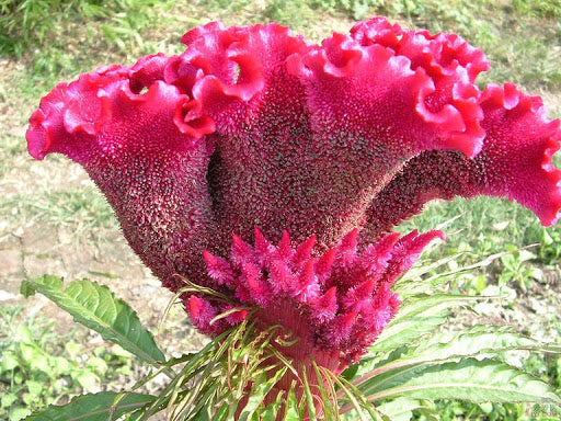 Hahnenkamm-Pink-Celosia-Cristata-Blumensamen 15 stück