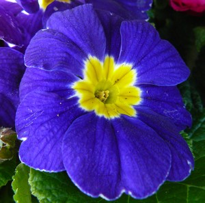 Blau Nachkerzen 15 stück