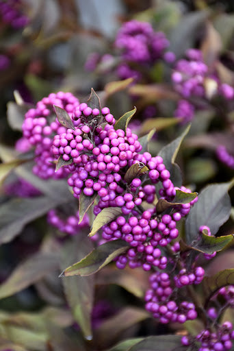 Callicarpa-americana-Beautyberry-berries