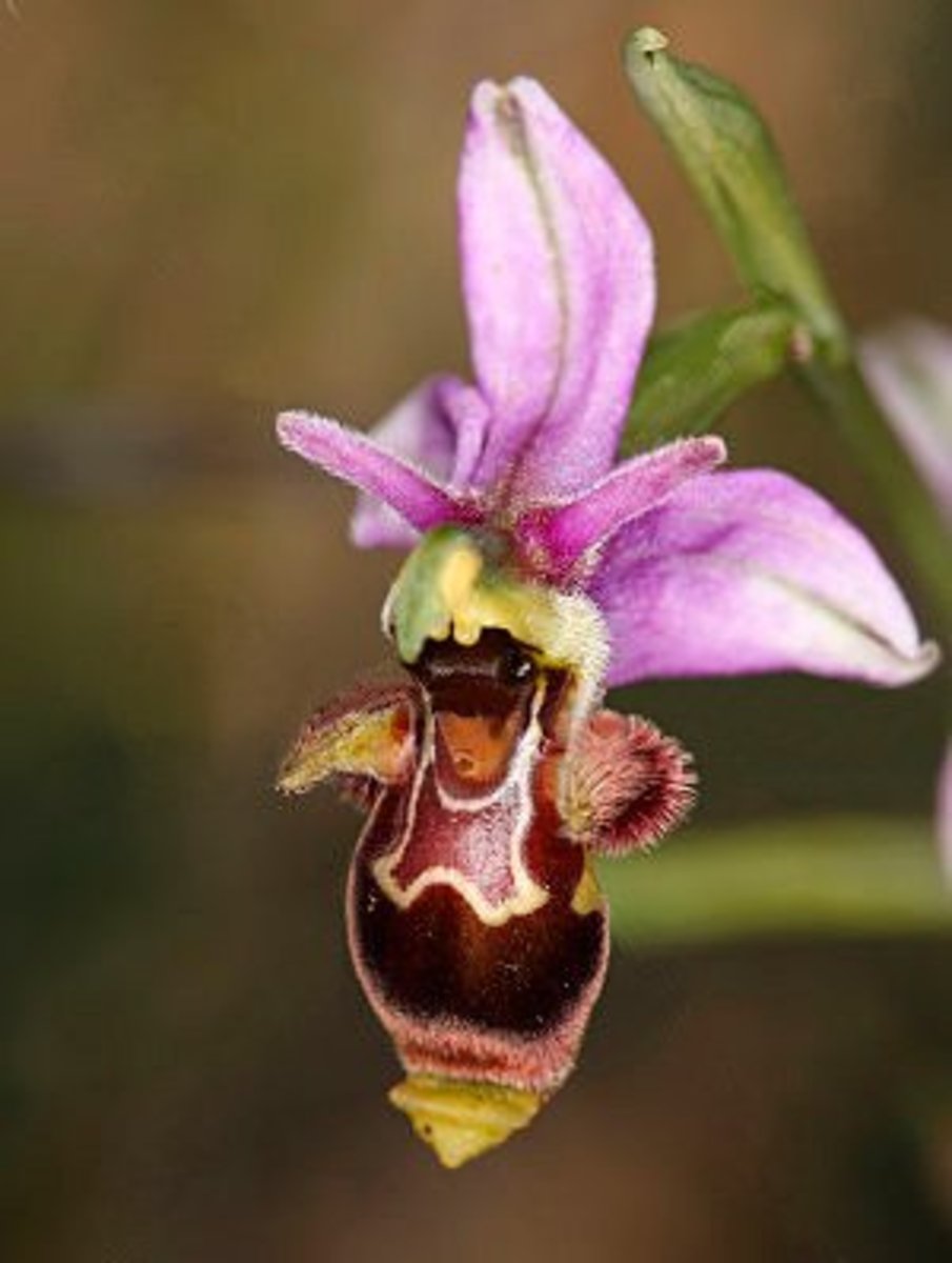 lächeln gesicht biene orchidee blumensamen hausgarten 5 stück