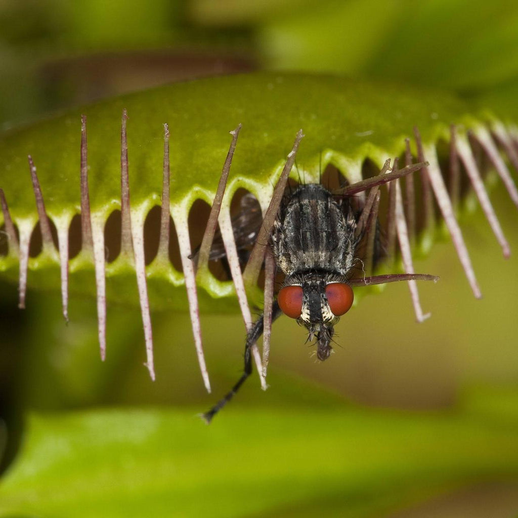 Dionaea muscipula 10 stück