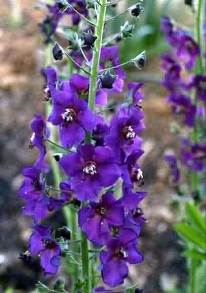 TEMPTRESS FLOWER MIX - Mullein - 3000 seeds - Verbascum phoeniceum 10 stück