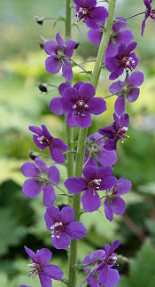 TEMPTRESS FLOWER MIX - Mullein - 3000 seeds - Verbascum phoeniceum 10 stück