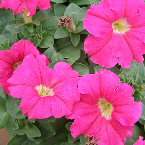 Petunia axilaris 15 stück