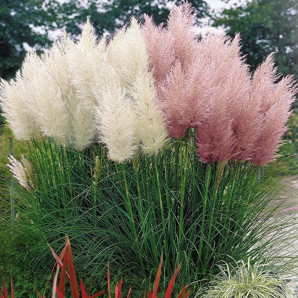 ORNAMENTAL GRASS - PAMPAS GRASS (Cortaderia selloana) 15 stück