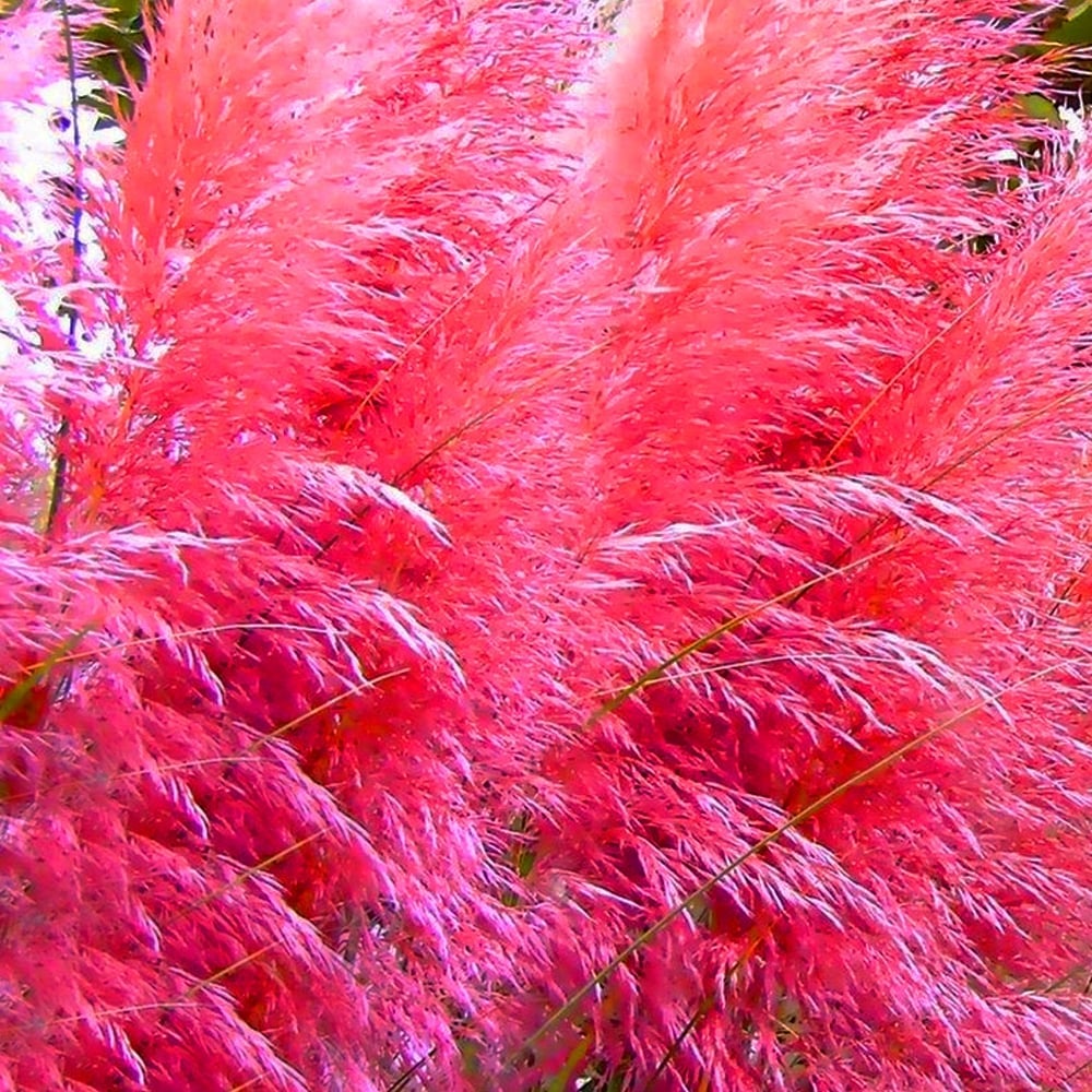 ORNAMENTAL GRASS - PAMPAS GRASS (Cortaderia selloana) 15 stück