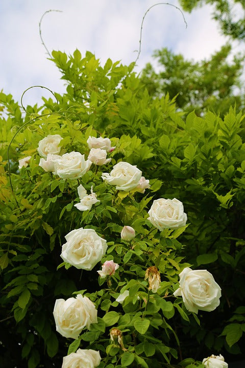 weiß Rose samen 10 stück