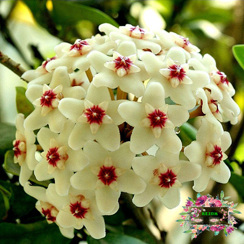 wunderschöne Porzellanblume Wachsblume Samen Hoya freie