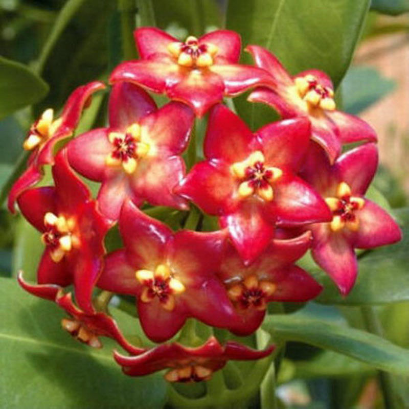 wunderschöne Porzellanblume Wachsblume Samen Hoya freie