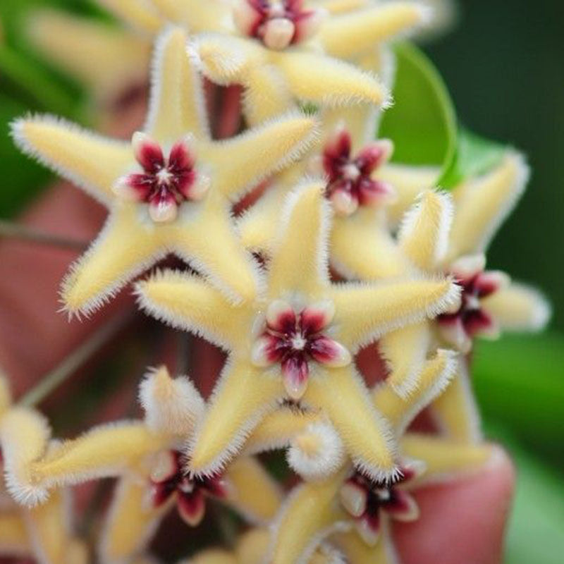 wunderschöne Porzellanblume Wachsblume Samen Hoya freie