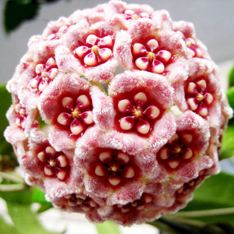wunderschöne Porzellanblume Wachsblume Samen Hoya freie