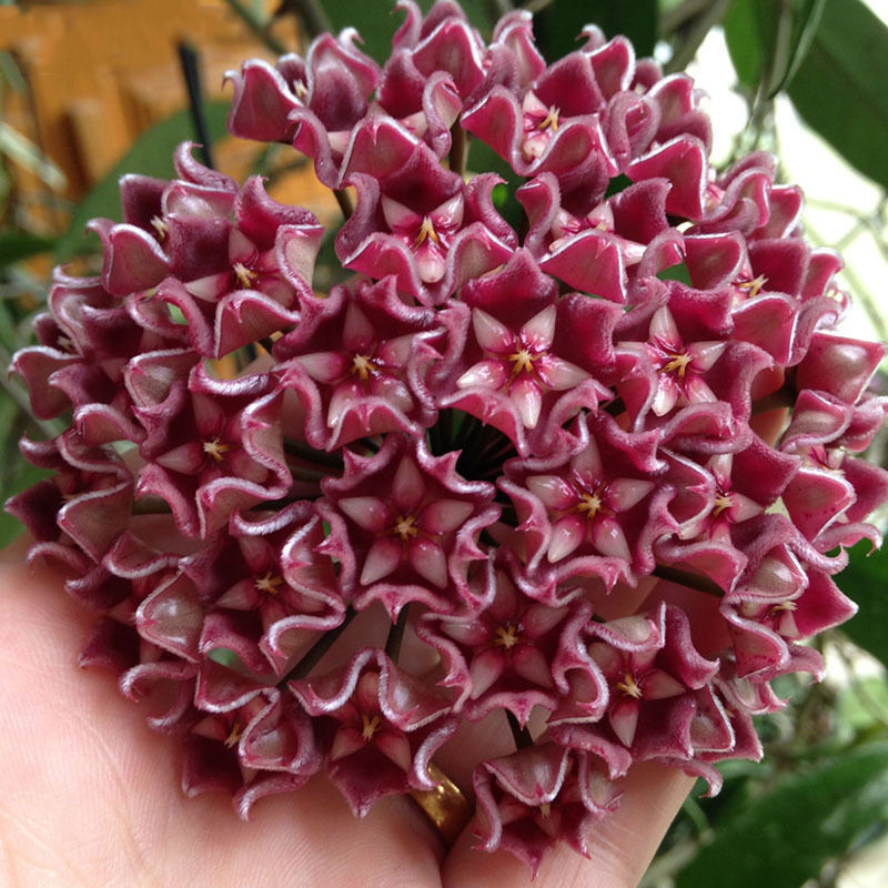 wunderschöne Porzellanblume Wachsblume Samen Hoya freie