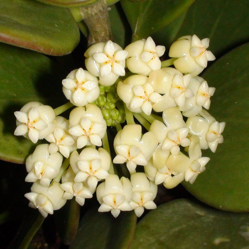 wunderschöne Porzellanblume Wachsblume Samen Hoya freie