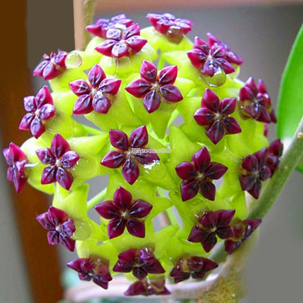 wunderschöne Porzellanblume Wachsblume Samen Hoya freie